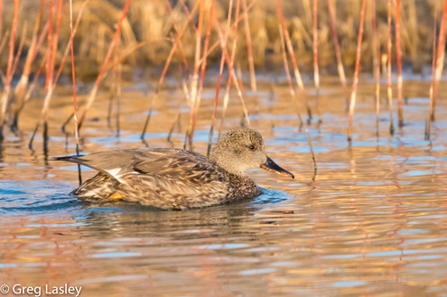 Gadwall