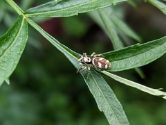 Salticus scenicus