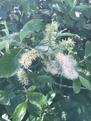 Salix hastata