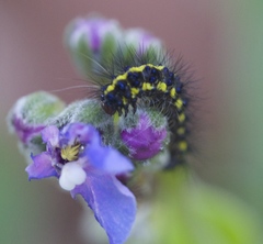 Gnophaela latipennis