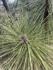 Pinus arizonica