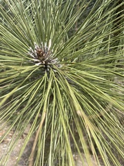 Pinus arizonica