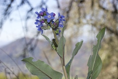 Gnophaela latipennis