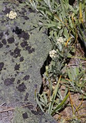 Antennaria luzuloides