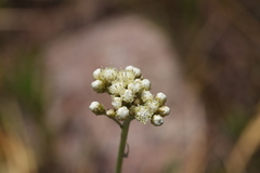 Antennaria luzuloides