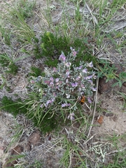 Astragalus tridactylicus