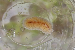 Enchiridium punctatum