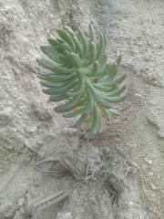 Echeveria quitensis
