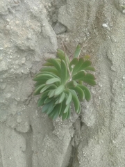 Echeveria quitensis
