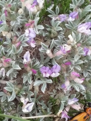 Astragalus tridactylicus