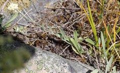 Antennaria luzuloides
