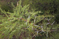 Prosopis alpataco