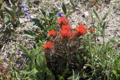 Castilleja covilleana