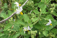Solanum tweedianum