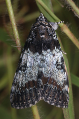 Catocala connubialis