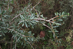 Schinus longifolia
