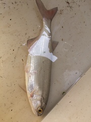 Hiodon alosoides