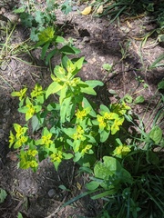 Euphorbia oblongata