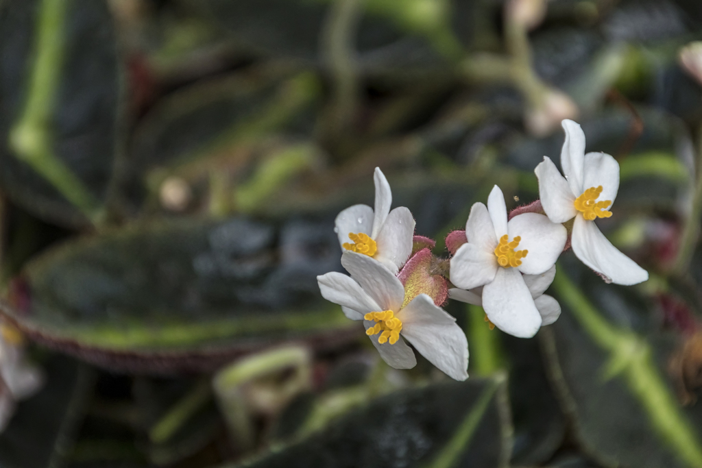 striped begonia
