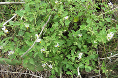 Solanum tweedianum