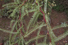 Prosopis alpataco