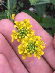 Rorippa sinuata