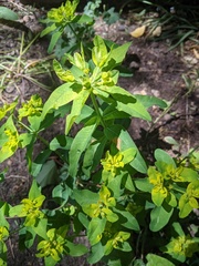 Euphorbia oblongata