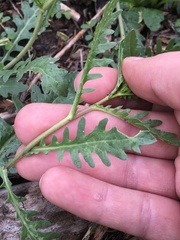 Rorippa sinuata