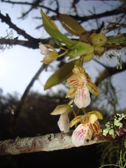 Leochilus crocodiliceps