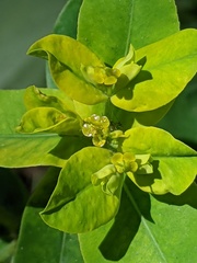 Euphorbia oblongata