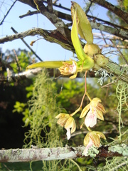 Leochilus crocodiliceps