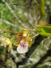 Leochilus crocodiliceps
