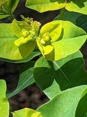 Euphorbia oblongata