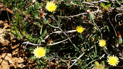 Calycoseris parryi
