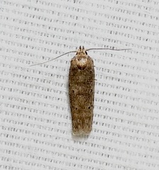 Holcocera chalcofrontella