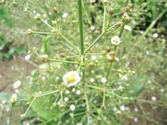 Alisma plantago-aquatica