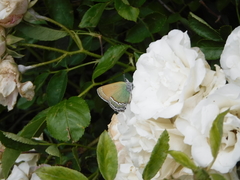 Callophrys mcfarlandi
