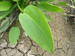 Alisma plantago-aquatica