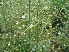 Alisma plantago-aquatica