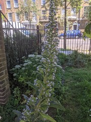 Echium pininana