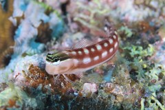 Ecsenius australianus