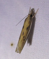 Fissicrambus profanellus
