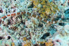 Corythoichthys amplexus