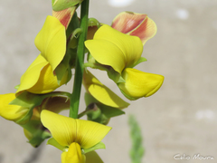 Crotalaria retusa