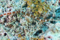 Corythoichthys amplexus