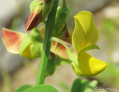Crotalaria retusa
