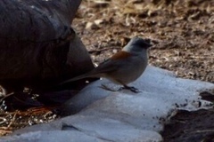 Junco hyemalis dorsalis