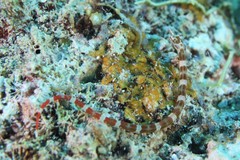 Corythoichthys amplexus