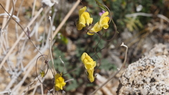 Neogaerrhinum filipes