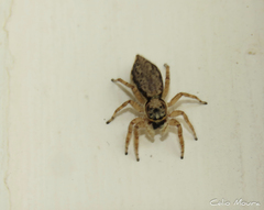 Menemerus bivittatus